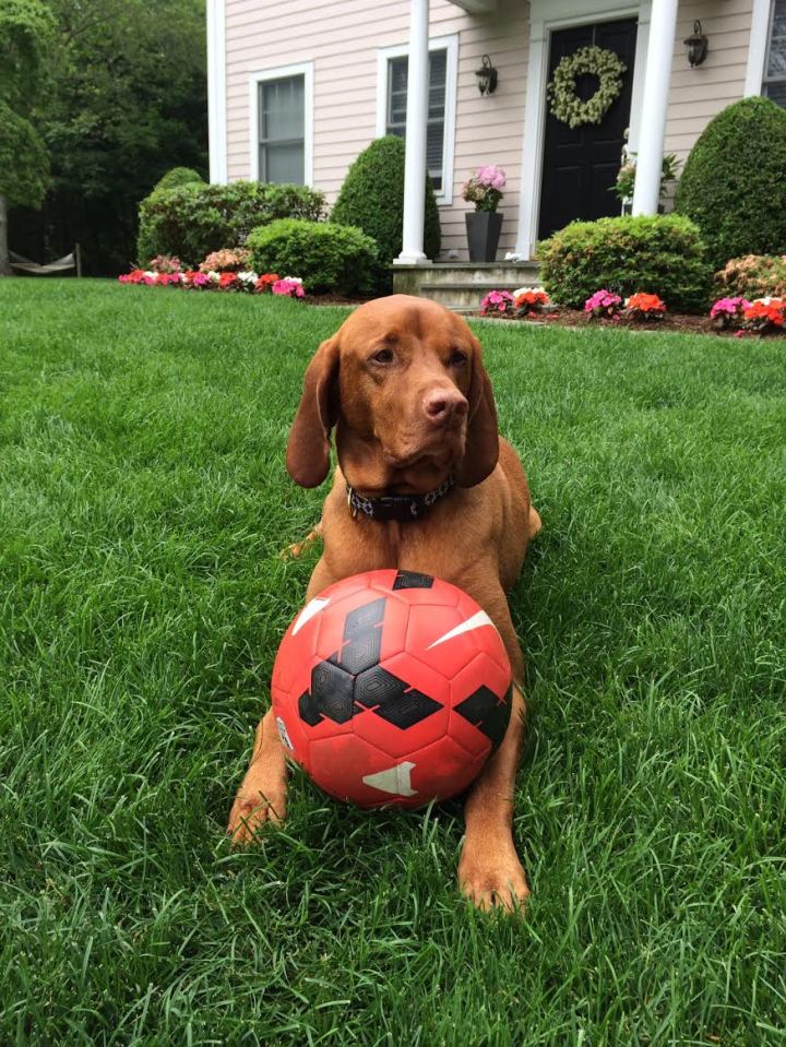 dog-soccer