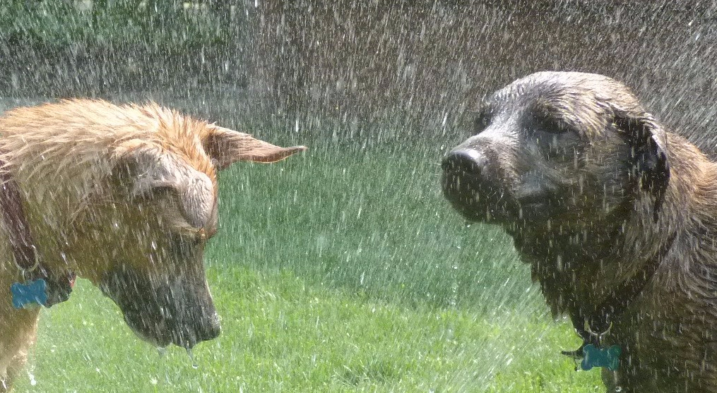 Photo: Sprinkler dogs by <a href=