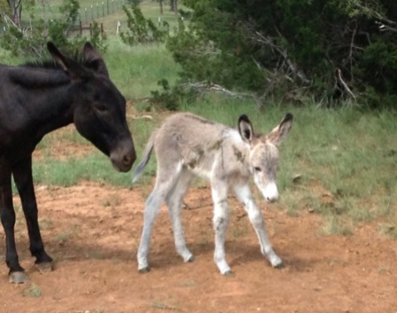 Baby donkey takes his first steps.